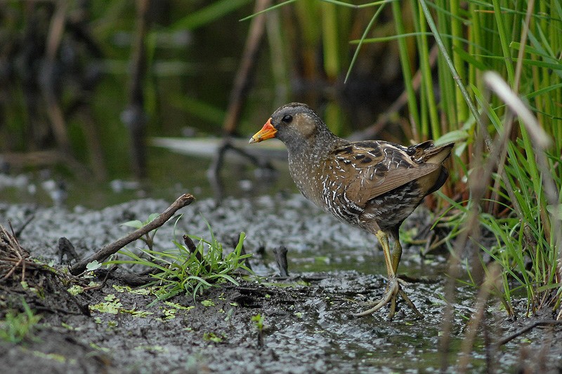 Spotted Crake - Gerard  Visser