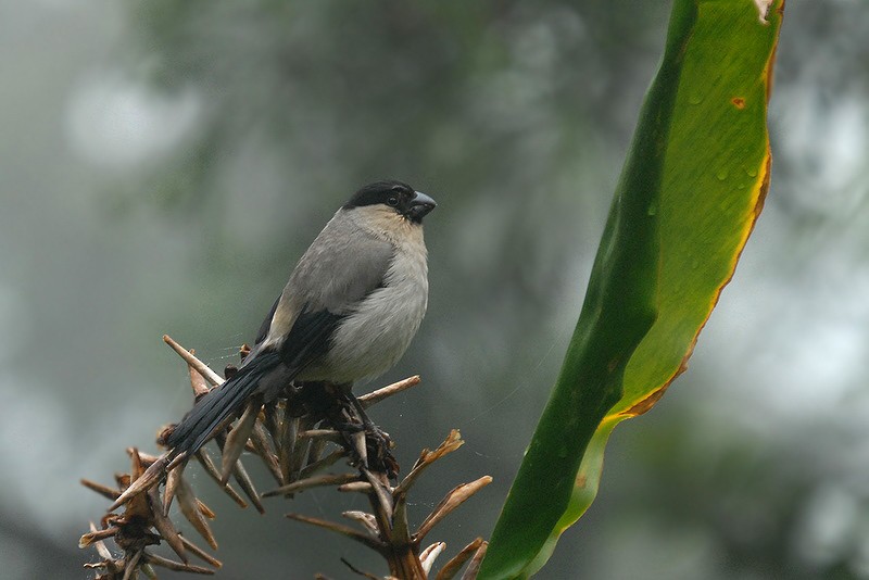 Azores Bullfinch - Gerard  Visser