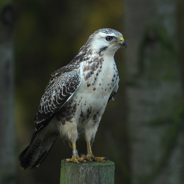 Common Buzzard (Western) - Gerard  Visser