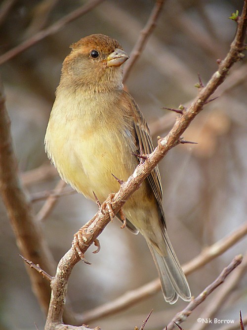 Somali Sparrow - ML205472481