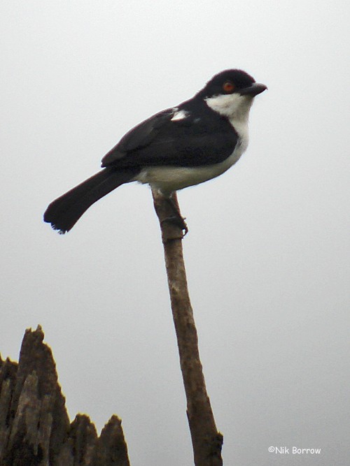 Cubla Senegalesa - ML205472591