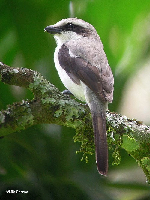 Mackinnon's Shrike - ML205472641