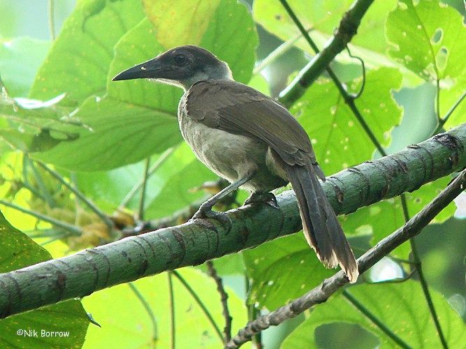 New Britain Friarbird - Nik Borrow