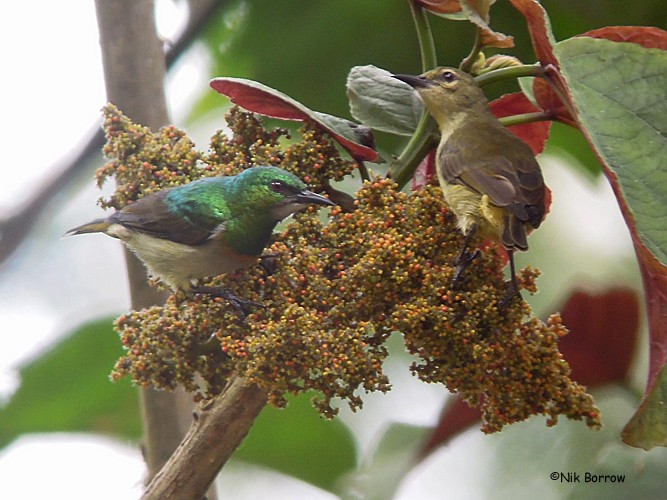 Green Sunbird (Gray-throated) - Nik Borrow