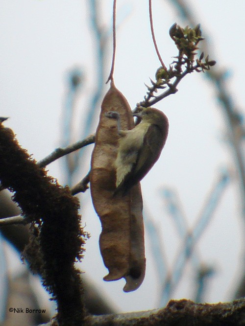 Pájaro Moscón Frentigualdo - ML205472731