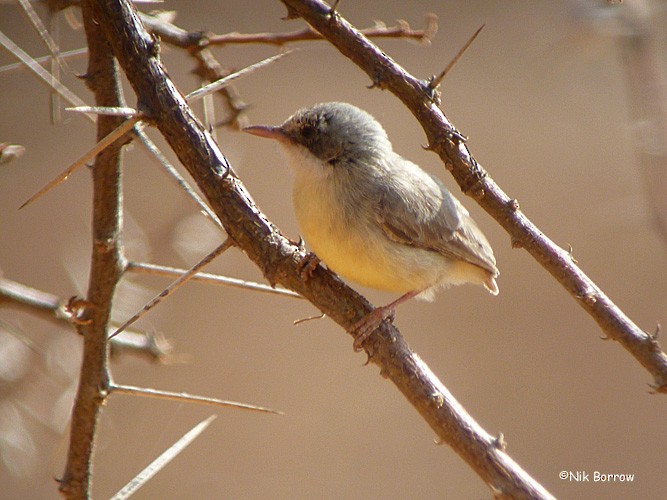 Short-billed Crombec - Nik Borrow