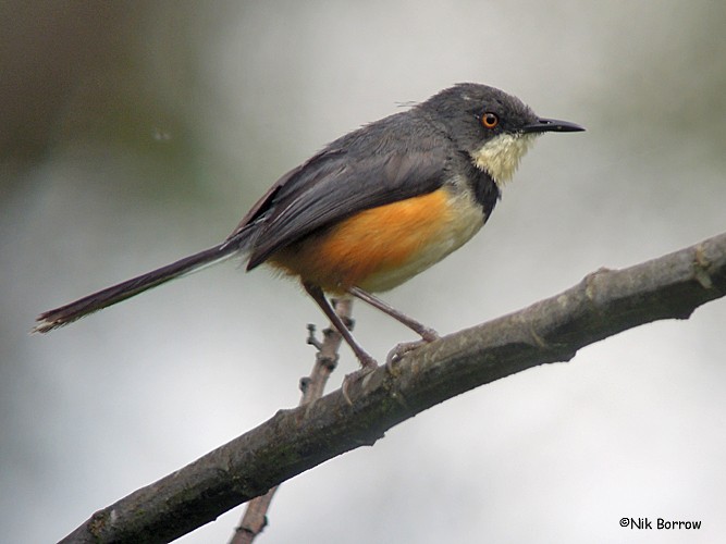 Black-collared Apalis - Nik Borrow