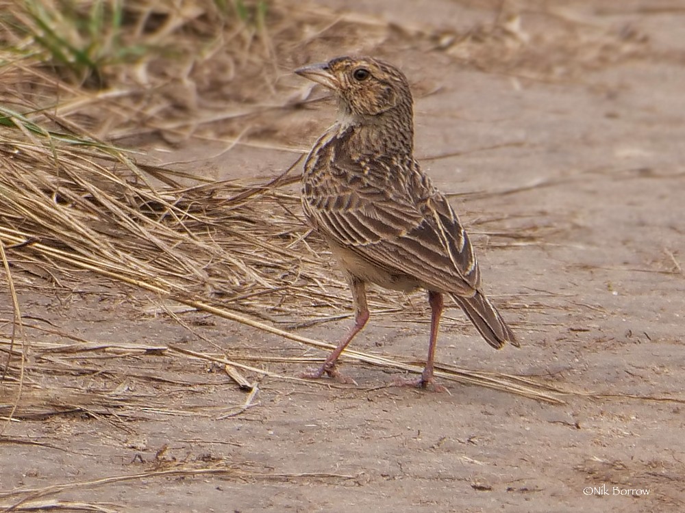 White-tailed Lark - ML205473031