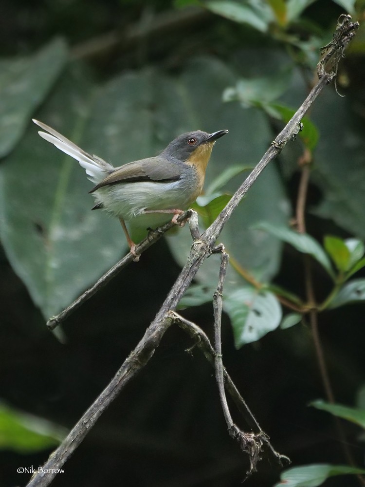 Buff-throated Apalis (Buff-throated) - Nik Borrow