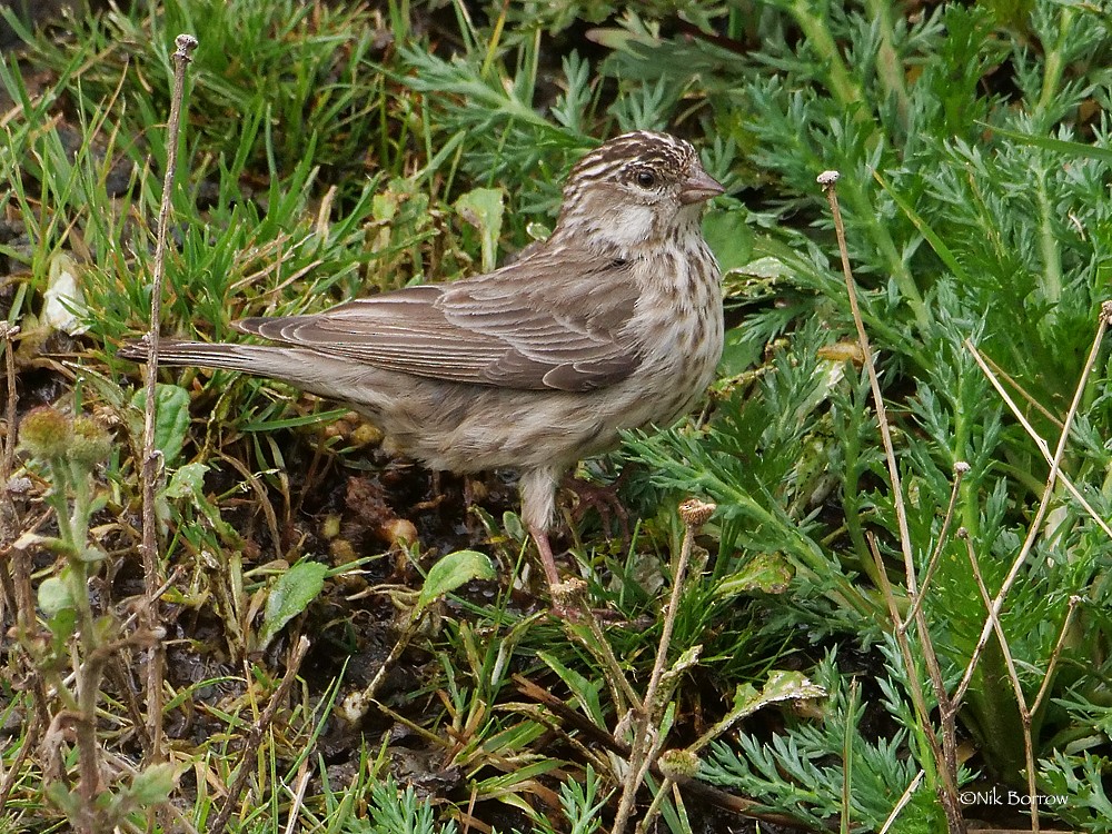 Ankober Serin - Nik Borrow