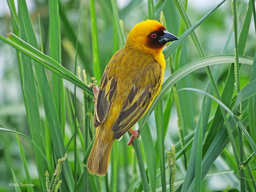 Rüppell's Weaver - ML205473221