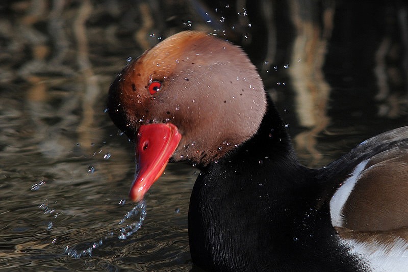 Red-crested Pochard - Gerard  Visser