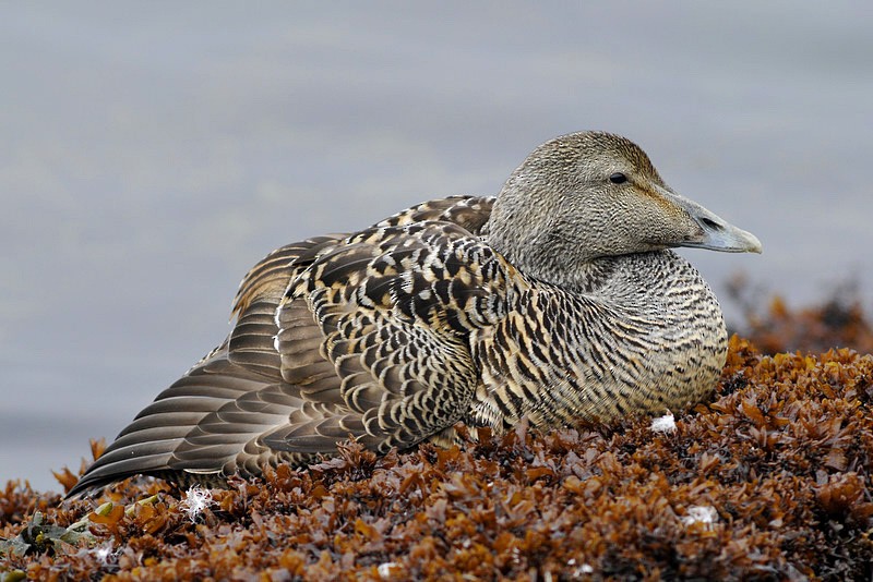 Common Eider (Eurasian) - Gerard  Visser