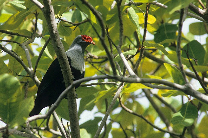 Seychelles Blue-Pigeon - ML205473811