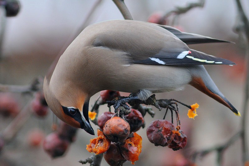 brkoslav severní - ML205473851