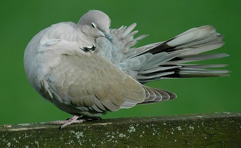 Eurasian Collared-Dove - ML205473891