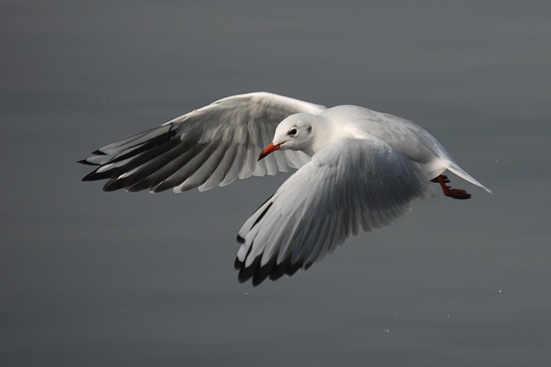 racek chechtavý - ML205473901