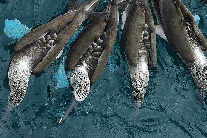 terej modronohý - ML205473921