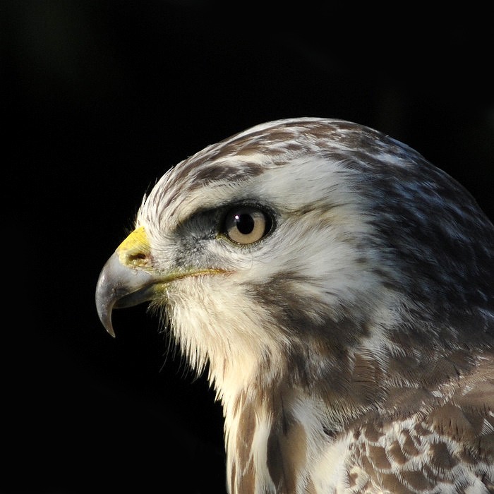 Common Buzzard (Western) - Gerard  Visser
