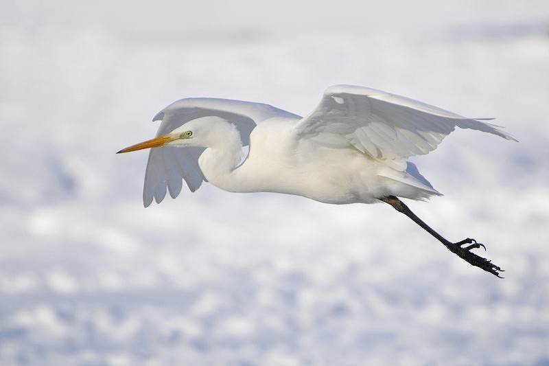 Great Egret (alba) - ML205473961