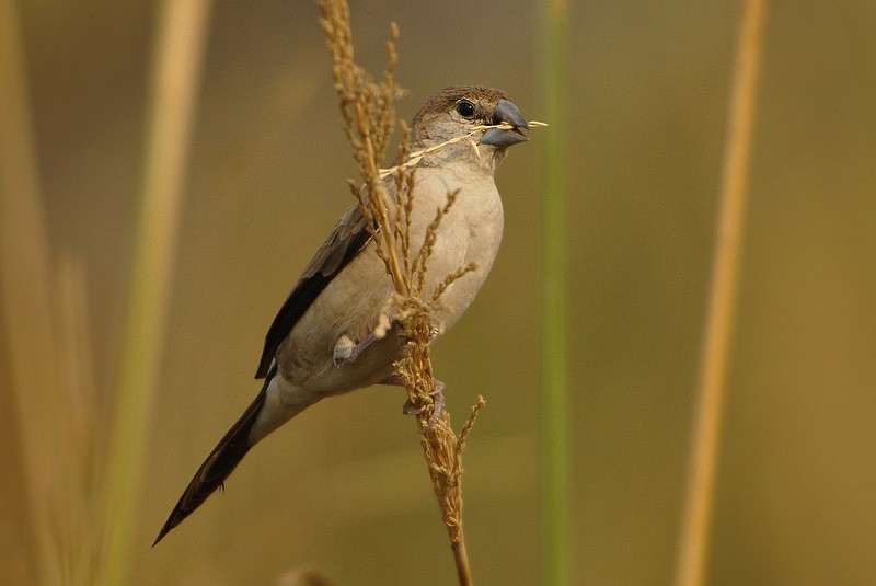 Indian Silverbill - Gerard  Visser