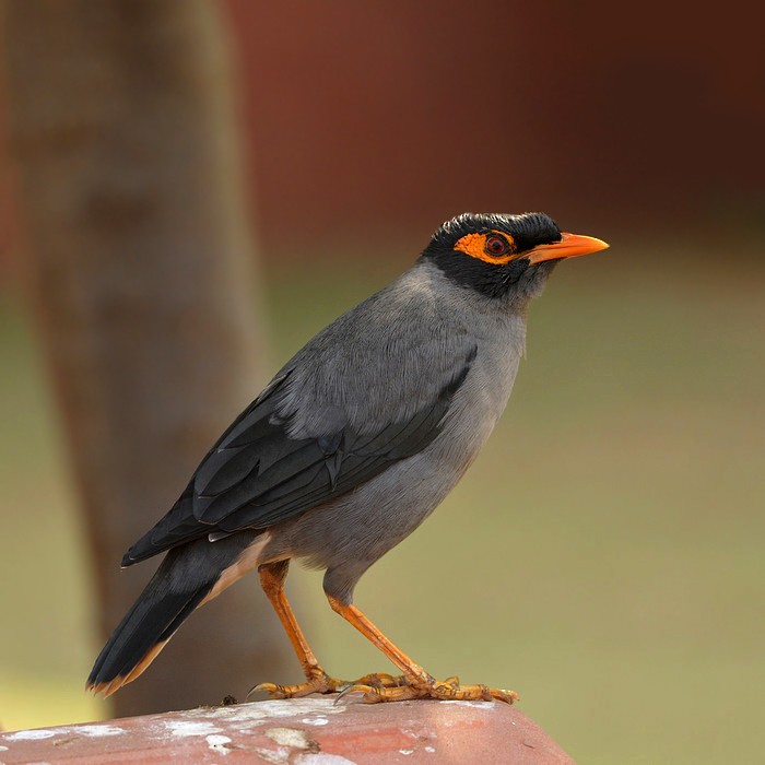 majna břehová - ML205474041