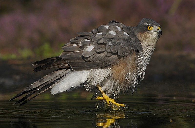 Eurasian Sparrowhawk - ML205474101
