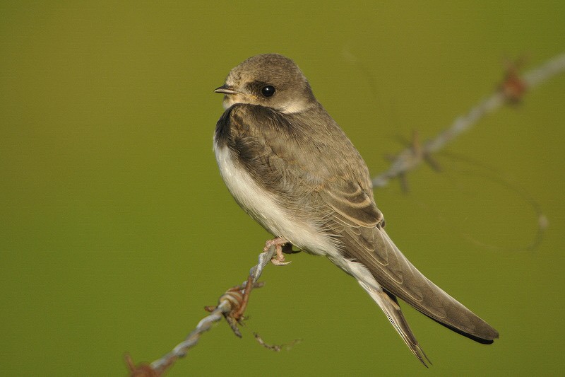 Bank Swallow - ML205474121