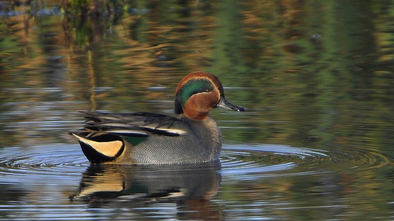 čírka obecná (ssp. crecca) - ML205474131