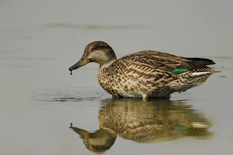 čírka obecná (ssp. crecca) - ML205474141