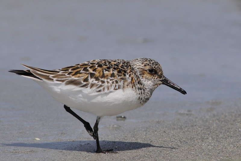 Sanderling - ML205474191