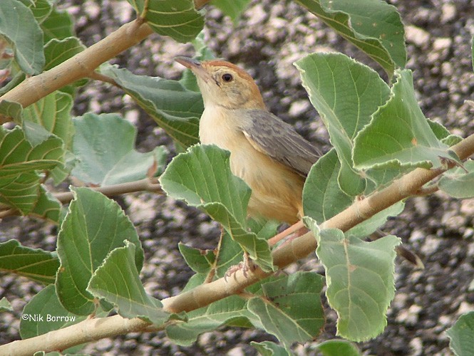 Rock-loving Cisticola (Rock-loving) - ML205474211