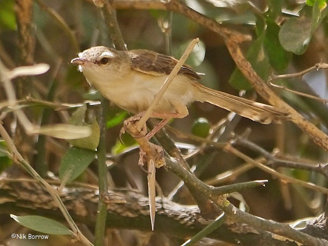 River Prinia - ML205474231