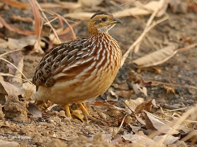 White-throated Francolin (White-throated) - Nik Borrow