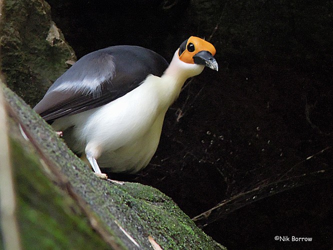 White-necked Rockfowl - ML205474351