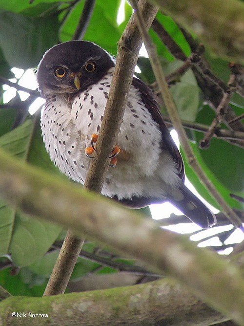 Red-chested Owlet (Pycraft's) - Nik Borrow