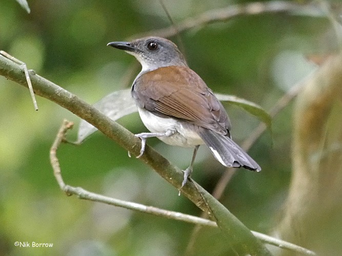 White-tailed Alethe - Nik Borrow