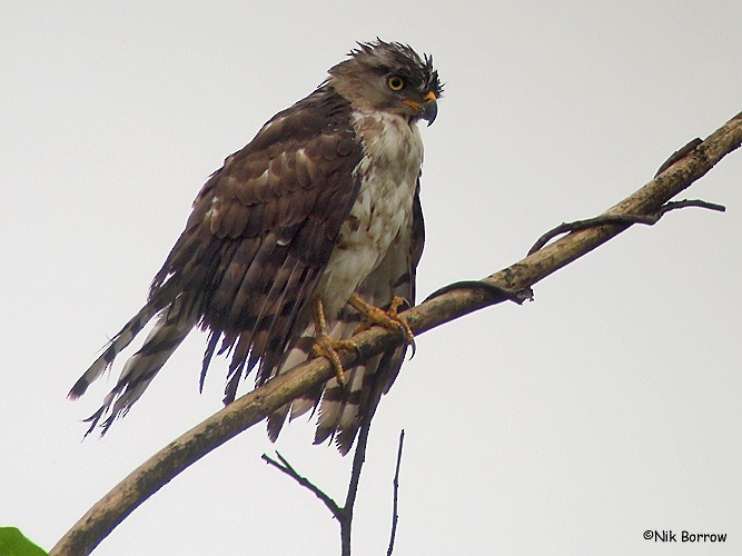 Kongoschlangenadler - ML205474421