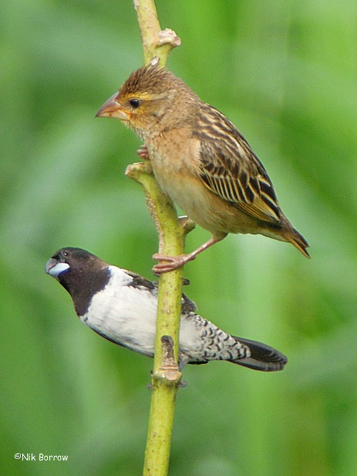 Red-headed Quelea - Nik Borrow