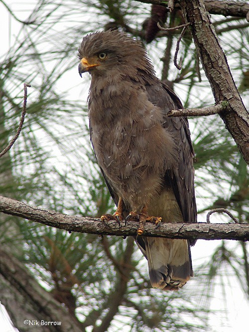 Banded Snake-Eagle - ML205474581