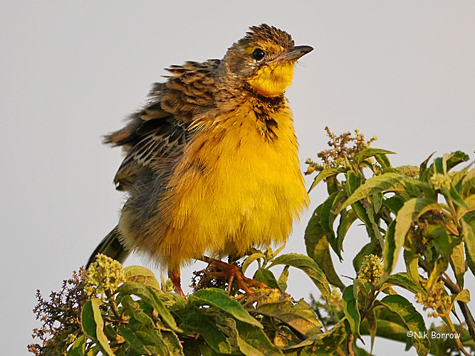 Yellow-throated Longclaw - ML205474661