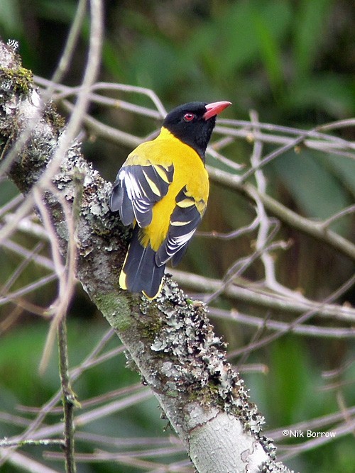 Black-tailed Oriole - Nik Borrow