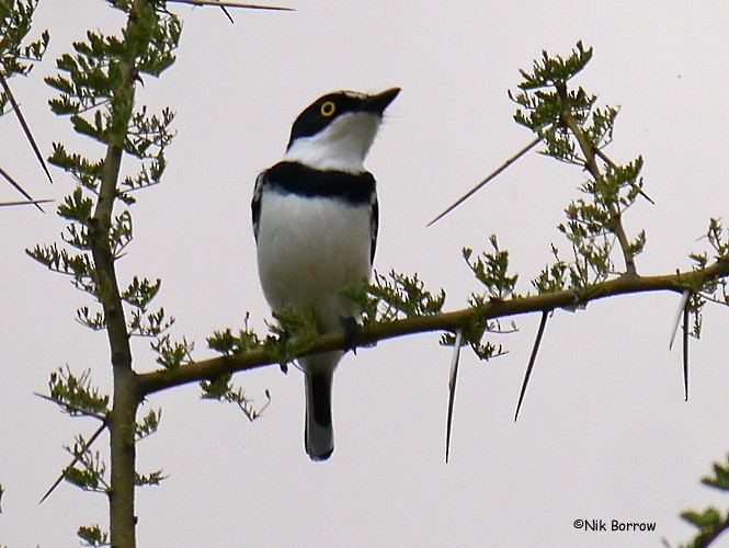 Eastern Black-headed Batis - Nik Borrow