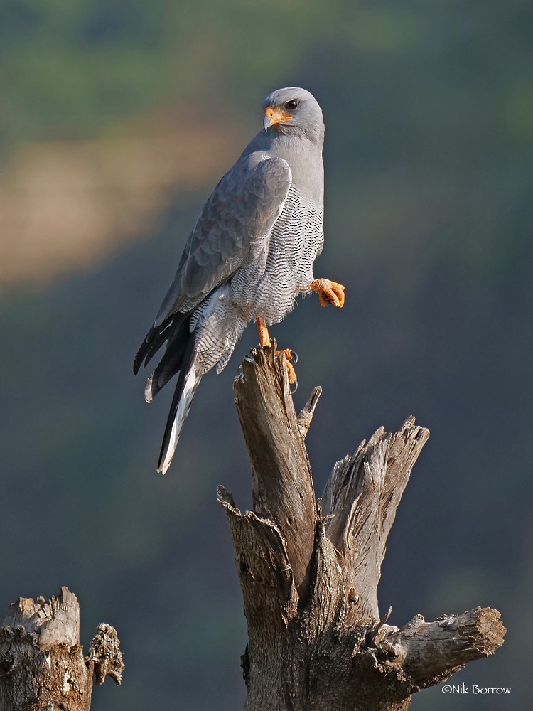 Dark Chanting-Goshawk - ML205474971