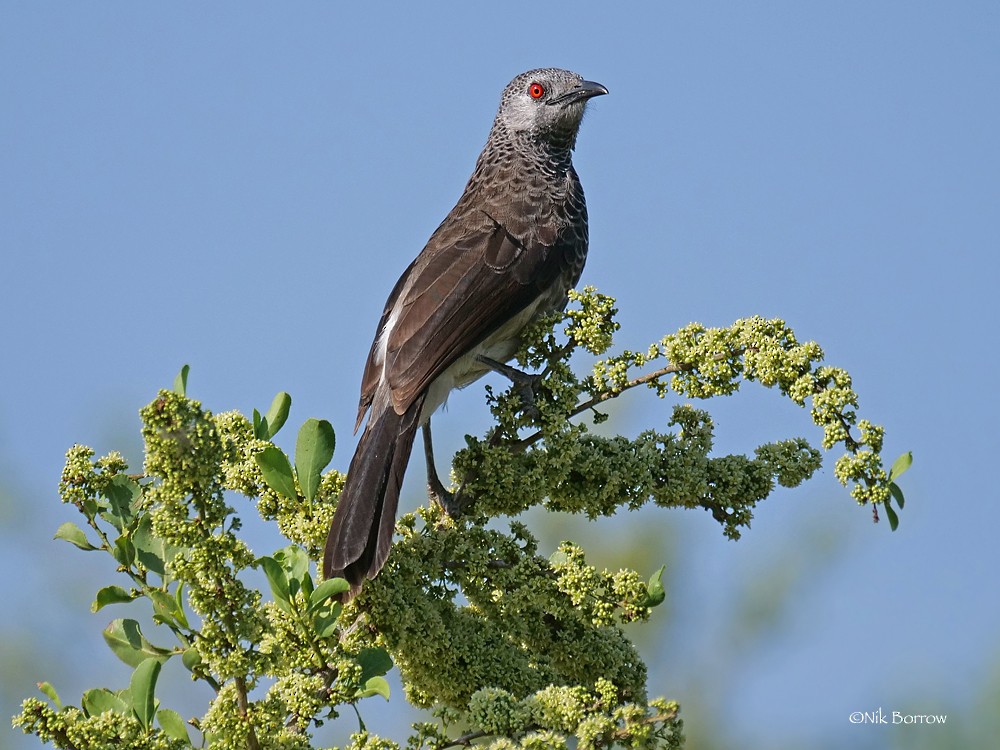 White-rumped Babbler - Nik Borrow