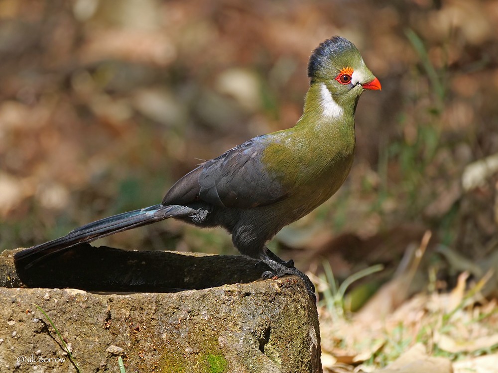 White-cheeked Turaco (White-cheeked) - ML205475051