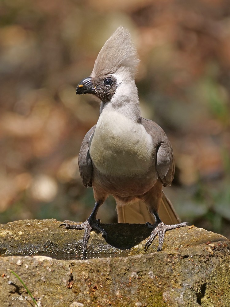 Bare-faced Go-away-bird (Brown-faced) - Nik Borrow