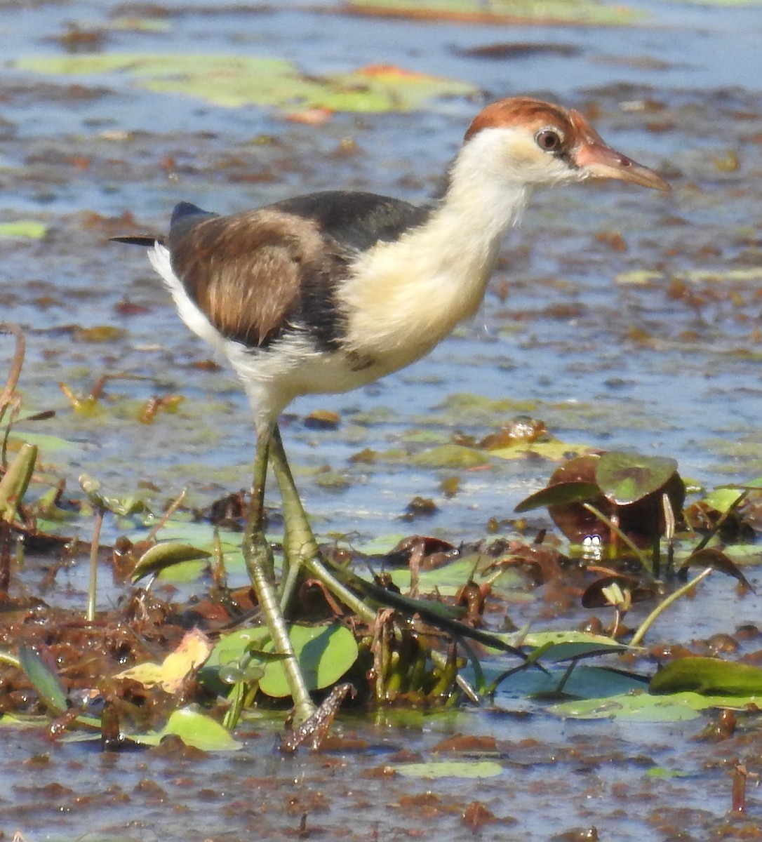 Comb-crested Jacana - ML205475461