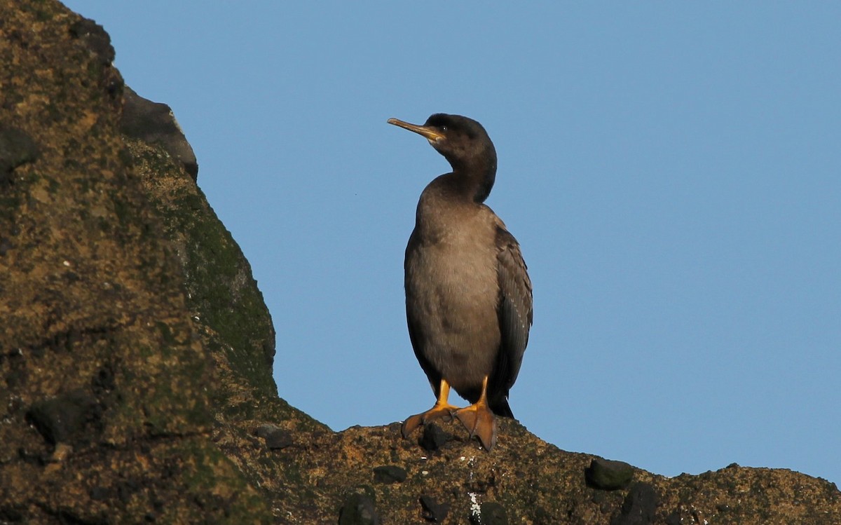 Pitt Island Shag - ML205475541