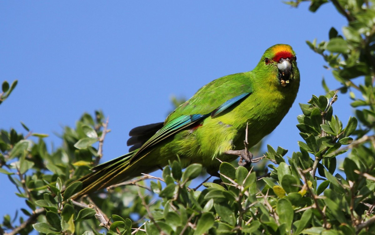 Chatham Islands Parakeet - Andrew Sutherland